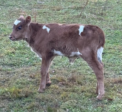 miniature jersey and lowline cross bull calves